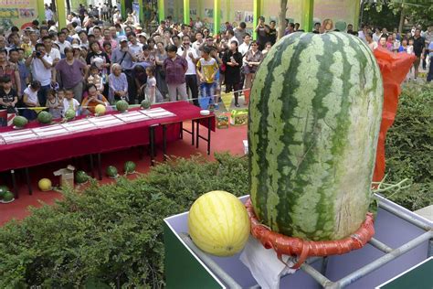 What is the world's biggest watermelon?