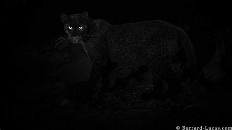 Black panther: Rare animal caught on camera in Kenya - BBC News