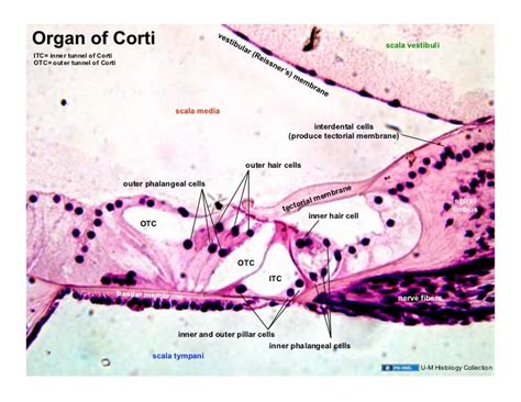 03.18.09(d): Ear Histology