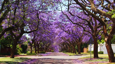 15 Trees That Bloom With Gorgeous Purple Flowers