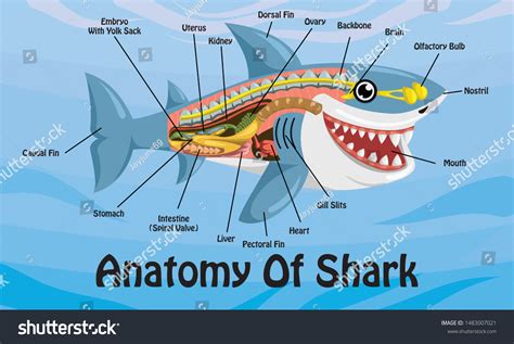 Shark Circulatory System