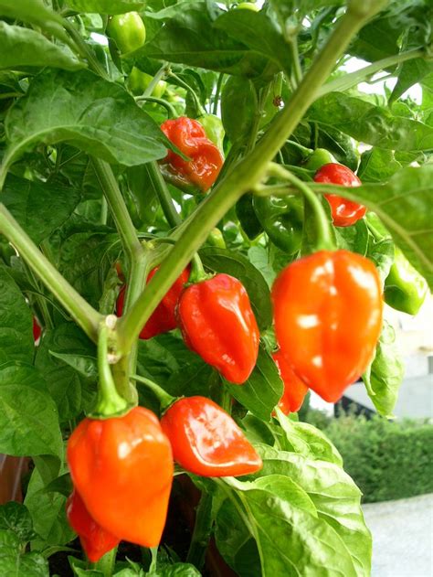 Habanero Plant – How To Grow Habanero Pepper | Stuffed hot peppers, Habanero peppers, Pepper plants
