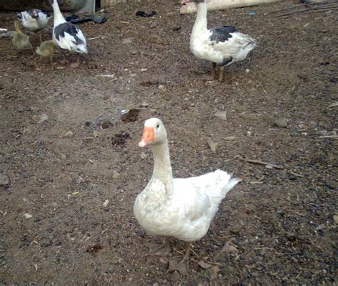 Duck Farming: Why It Is A Good Alternative To Chicken. - Agriculture - Nigeria