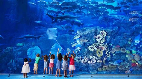 Dubai Aquarium and Underwater Zoo | Activities | Create your Dubai holiday | Emirates Nigeria