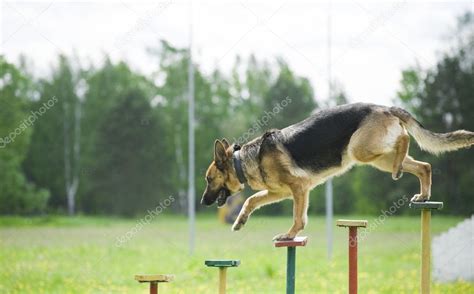 Training of a police dog — Stock Photo © fotomolos #7457462