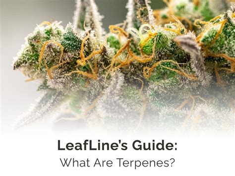 What Are Terpenes? – LeafLine