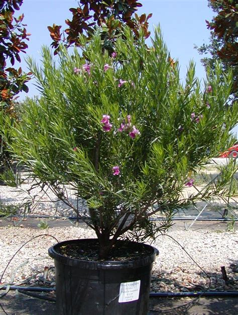 Tree land Nursery - Dallas, Texas - Desert Willow 'Bubba' Tree