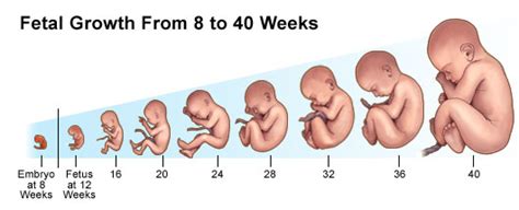 The Second Trimester | Johns Hopkins Medicine