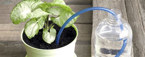 The Pros and Cons of Self-Watering Pots | Living Color Garden Center