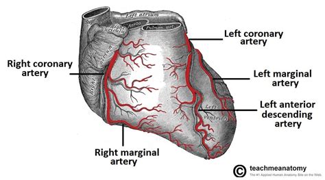 Vasculature of the Heart - TeachMeAnatomy