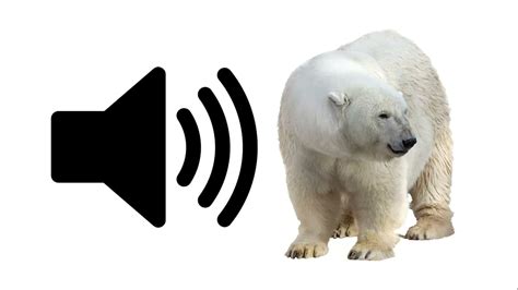 Polar Bear - Sound Effect | ProSounds - YouTube