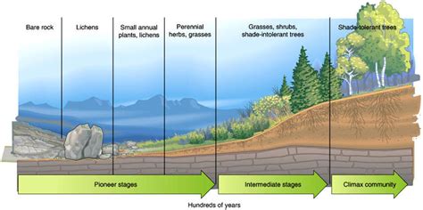 Lesson 7: Primary and Secondary Succession - Learn with Kassia