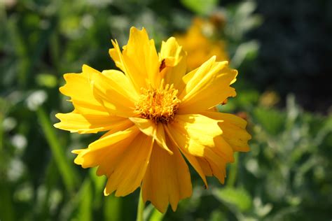 Golden Yellow Coreopsis Flower with Frilly Petals Picture | Free ...