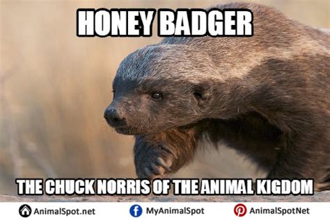 honey badger Meme | Meaning & History | Dictionary.com