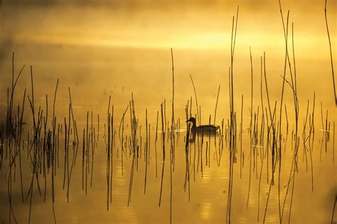 Swan on water under yellow sky painting, duck, yellow, nature, animals HD wallpaper | Wallpaper ...