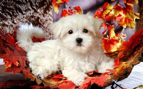 Cute Puppy Wallpapers For Desktop - Wallpaper Cave