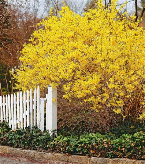 2 Forsythia Bushes Bright Yellow Flowering Shrub Plant Now - Etsy