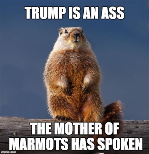 marmot Memes & GIFs - Imgflip