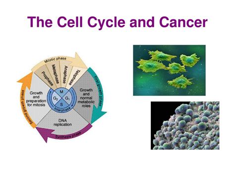 PPT - The Cell Cycle and Cancer PowerPoint Presentation, free download - ID:558360