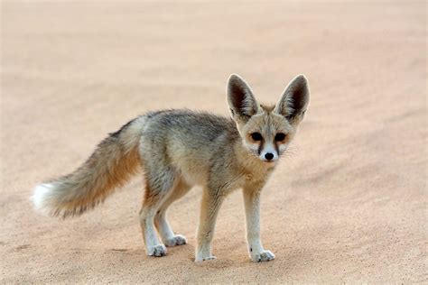 What Animals Live In The Sahara Desert Worldatlas | Images and Photos ...