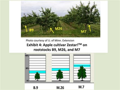 PPT - The Importance of Grafting and Rootstock Selection for Fruit ...