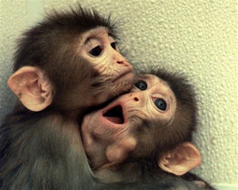 Another act of negligence? Seven baby monkeys poisoned at UC, Davis research centre