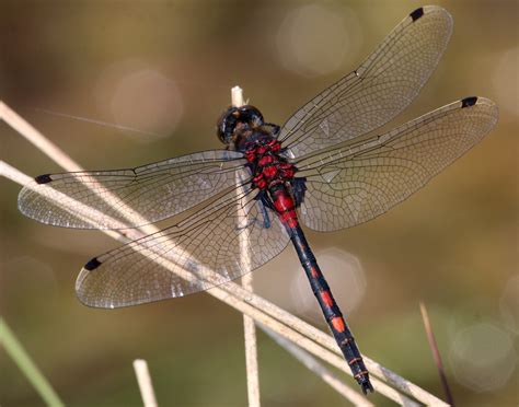 White-faced Darter - British Dragonfly Society