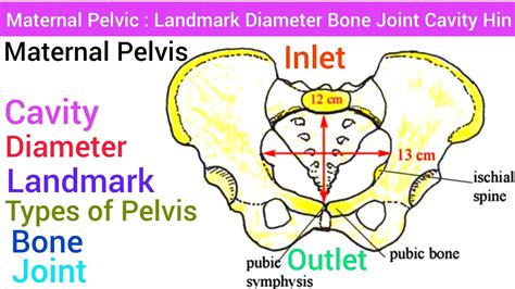 Pelvic Cavity Diagram