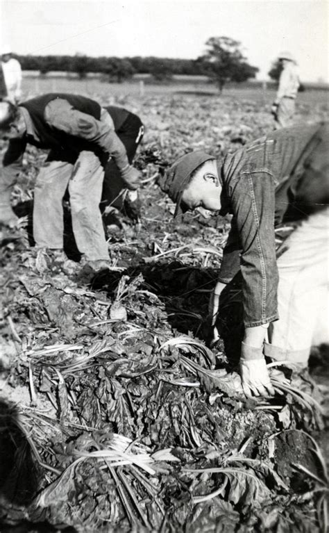 ‎POWs harvesting sugar beets, 1945 - UWDC - UW-Madison Libraries