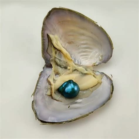 Freshwater Oyster Shell,13-17mm Baroque Pearls Real Pearls In ...