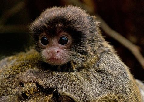 Emperor Tamarin Facts, Habitat, Lifespan, Predators, Pictures