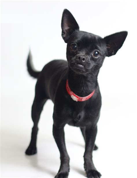 7 Things that Make Chihuahua an Amazing Breed - Animalso