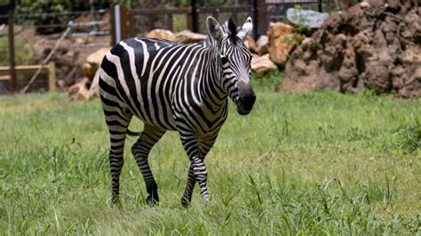 What Do Zebras Eat? (Diet & Facts)