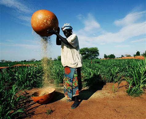 niger-farming2 - CapX