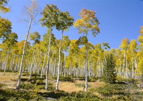 Unforgettable Experiences: Pando Aspen Clone - National Forest Foundation