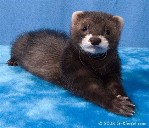 Sable ferret | Cute ferrets, Baby ferrets, Cute baby animals