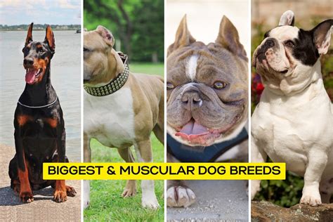 Muscle Dog Breeds