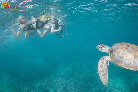 Snorkeling with sea turtles in Akumal Bay | Snorkeling the Mayan ...