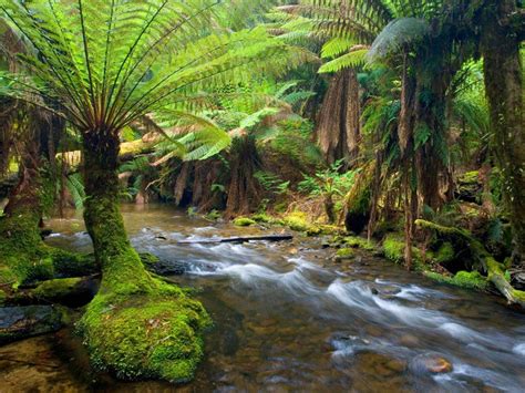 Mount Field National Park, Tasmania, Australia | National parks, Wonders of the world, Tasmania