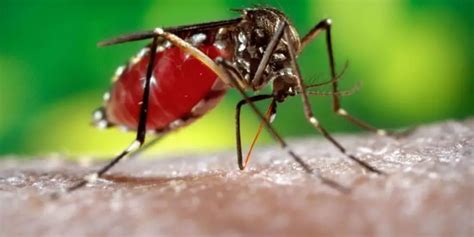 ¿Qué es el dengue? Causas, síntomas y tratamiento - Como Funciona Que