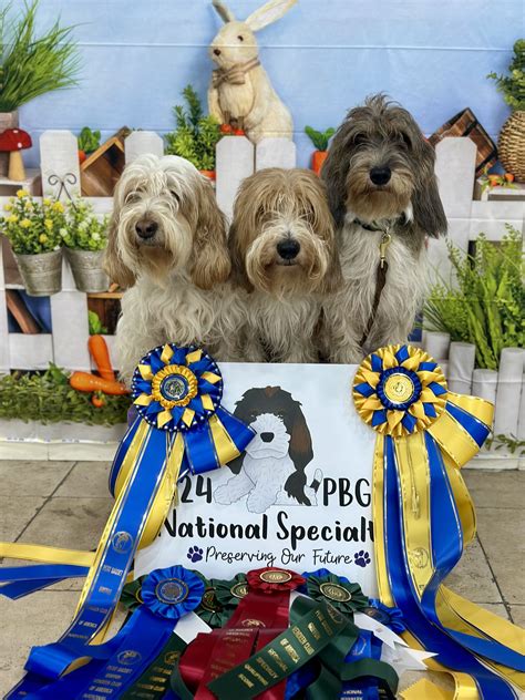 We're Home.... PBGVCA National Part 1 - The Clancy PBGV Blog