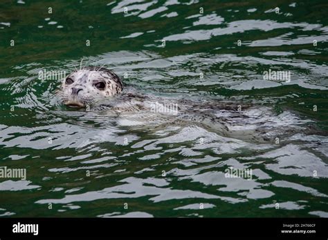 Harbor seal swimming at the surface of the water Stock Photo - Alamy