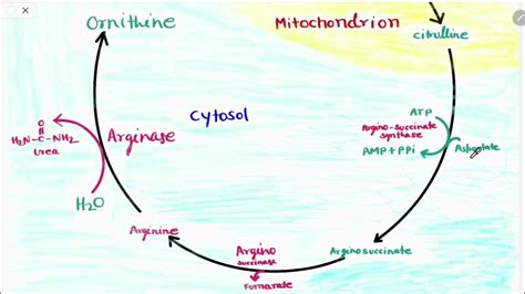 Urea cycle || Ornithine cycle || Biochemistry - YouTube