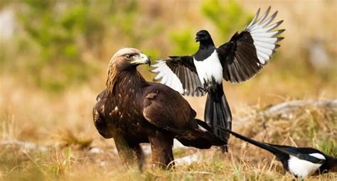 Do Magpies Eat Other Birds? | Bite-Sized Knowledge - UntamedAnimals