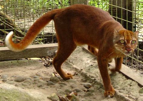 Borneo Bay Cat: Profile, Traits, Facts, Ecology, Range, Diet - Mammal Age