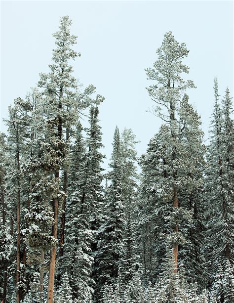 Snowy Evergreens Photograph by Todd Klassy | Fine Art America