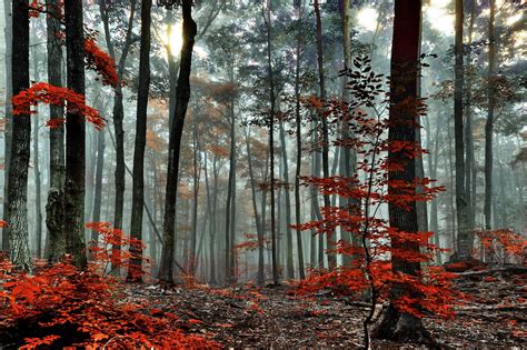 Red Forest Trees In Autumn Wallpapers - Wallpaper Cave