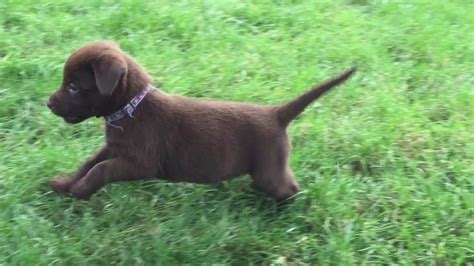 Chocolate Labrador Puppies Playing at 7 Weeks - YouTube