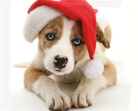 Download Muzzle Christmas Santa Hat Cute Dog Animal Puppy HD Wallpaper