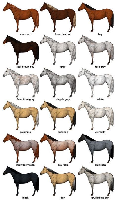 Horse Colour Names - coloring pages